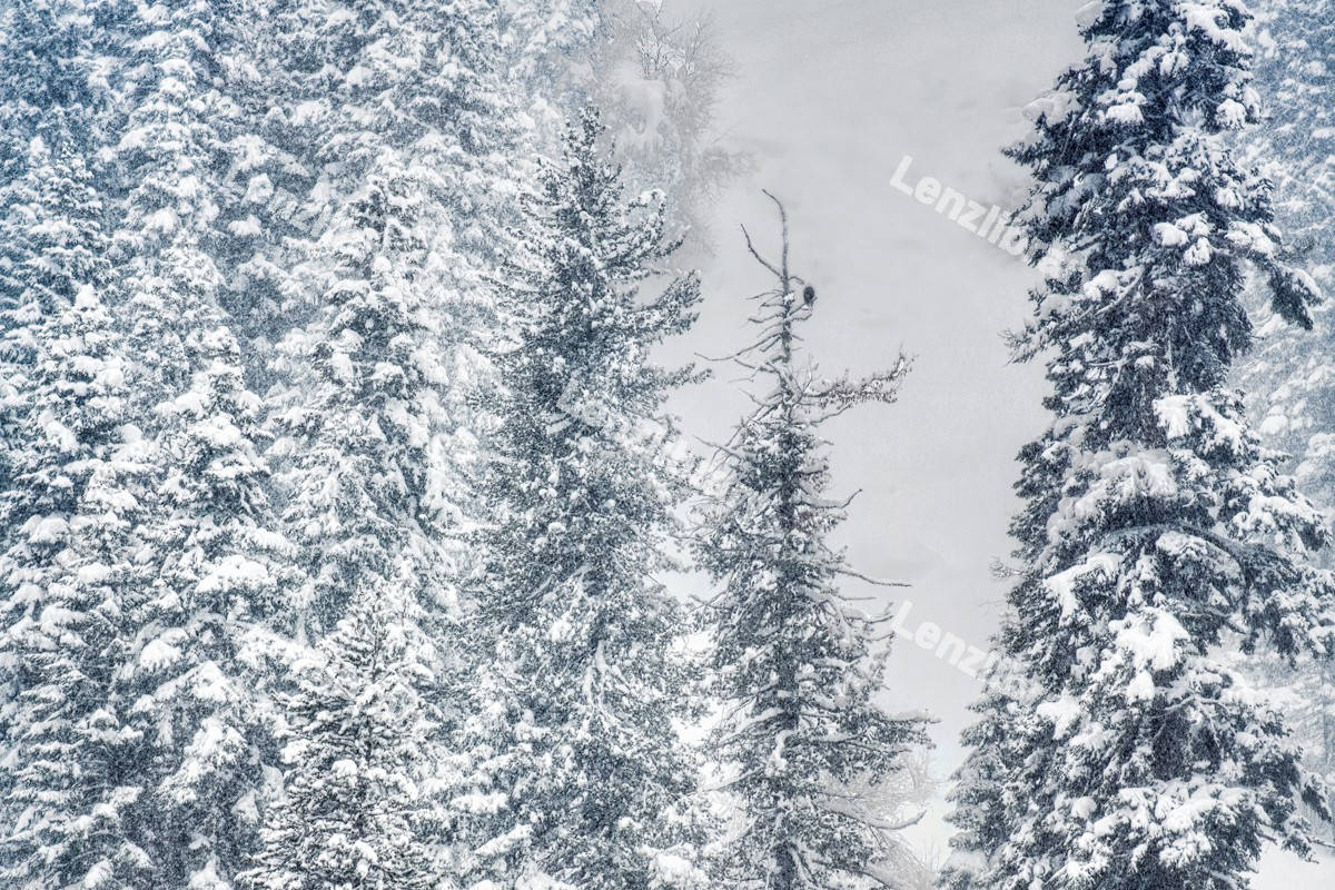 Pine trees with snow